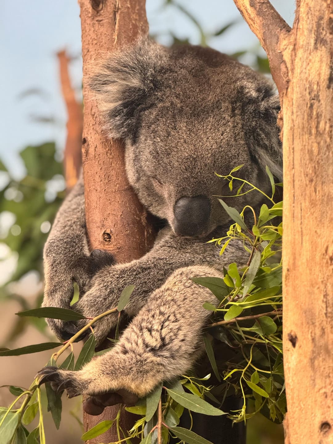 A koala sleeps while hugging a tree branch, surrounded by eucalyptus leaves in warm natural light.